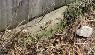 This is 3 Leg, the matriarch of our garden. This is her in a good year, with a regrown tail, and enjoying the sun. Here, she's on the top wooden rail of the retaining wall below the wood fence on the west end of our yard. There is scrappy brown grass in the foreground, usually under a bit of roofing iron that I've raised for this picture. This roofing iron gets warm in the morning sun and 3 Leg was often found underneath, warming herself and the young she was carrying. 