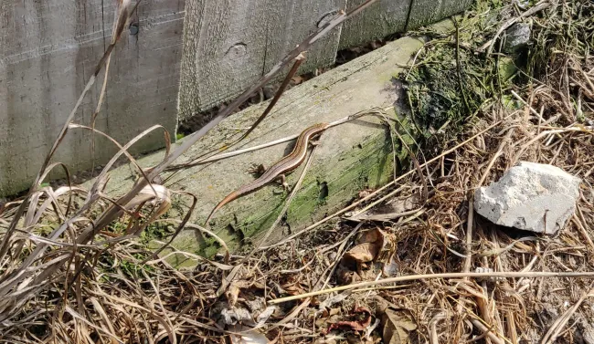This is 3 Leg, the matriarch of our garden. This is her in a good year, with a regrown tail, and enjoying the sun. Here, she's on the top wooden rail of the retaining wall below the wood fence on the west end of our yard. There is scrappy brown grass in the foreground, usually under a bit of roofing iron that I've raised for this picture. This roofing iron gets warm in the morning sun and 3 Leg was often found underneath, warming herself and the young she was carrying. 